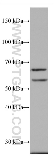 [66857-1-IG-20UL] ACVRL1 Monoclonal antibody