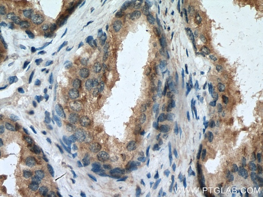 [66859-1-IG-20UL] SPON2 Monoclonal antibody