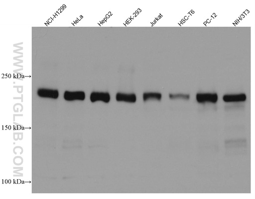 [66867-2-IG-150UL] RICTOR Monoclonal antibody