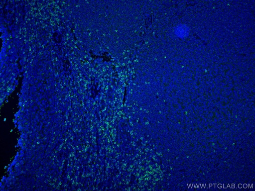 [66868-1-IG-150UL] CD8 Monoclonal antibody