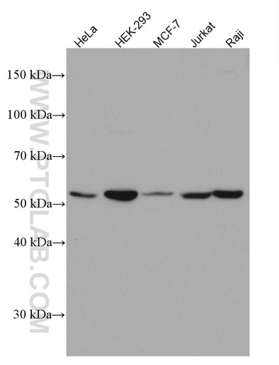 [66870-1-IG-20UL] KPNA2 Monoclonal antibody