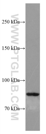[66874-1-IG-20UL] SMYD4 Monoclonal antibody