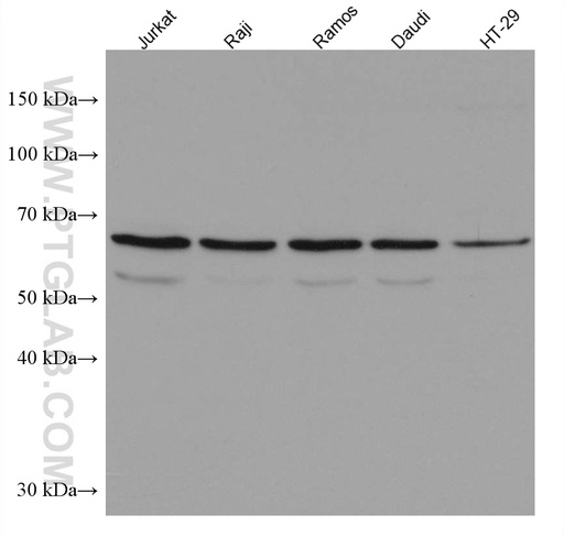 [66878-1-IG-20UL] NR4A2 Monoclonal antibody