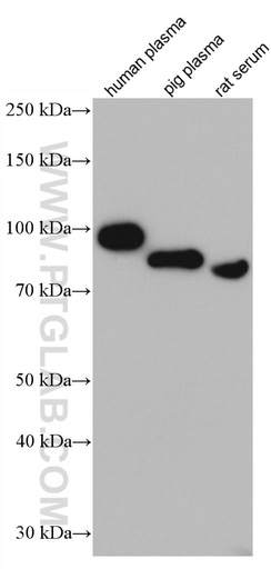 [66882-1-IG-20UL] SERPING1/C1 Inactivator Monoclonal antibody