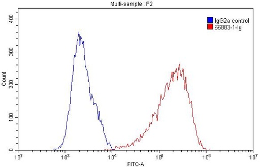 [66883-1-IG-20UL] CD98/SLC3A2 Monoclonal antibody