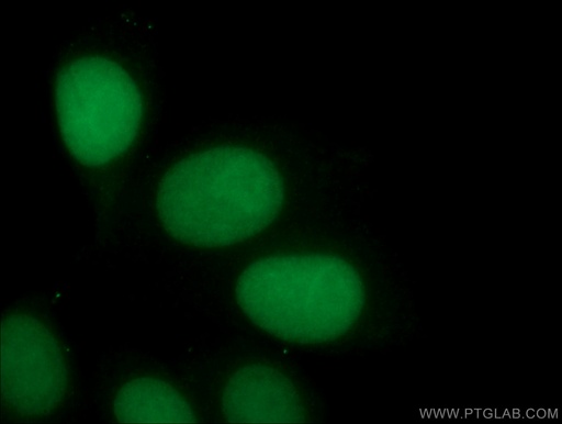 [66884-1-IG-20UL] ASF1A Monoclonal antibody