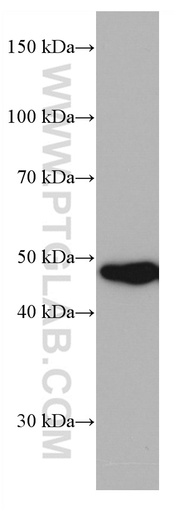 [66885-1-IG-150UL] PRMT2 Monoclonal antibody