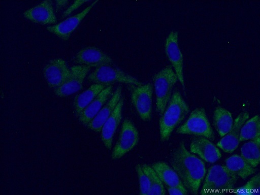 [66886-1-IG-20UL] RPS6 Monoclonal antibody