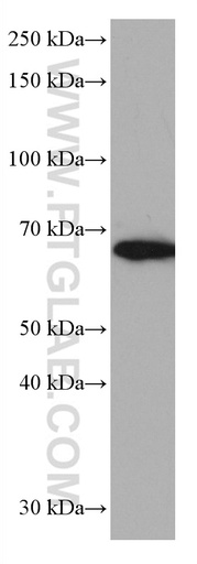 [66896-1-IG-150UL] TRIM45 Monoclonal antibody