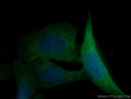 [66900-1-IG-150UL] YAP1 Monoclonal antibody