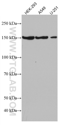 [66905-1-IG-20UL] GLI1 Monoclonal antibody