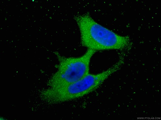[66907-1-IG-20UL] TIAR Monoclonal antibody