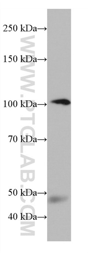 [66908-1-IG-150UL] C7 Monoclonal antibody