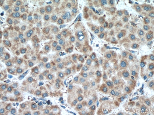 [66911-1-IG-20UL] MAVS; VISA Monoclonal antibody