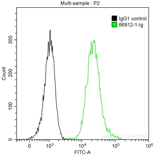 [66912-1-IG-20UL] CDC25C Monoclonal antibody