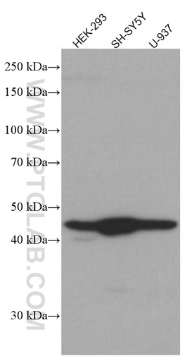 [66915-1-IG-150UL] CX3CR1 Monoclonal antibody