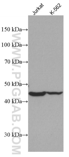 [66918-1-IG-150UL] IDH2 Monoclonal antibody