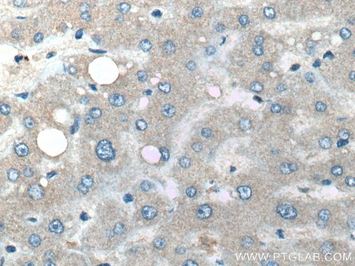[66919-1-IG-20UL] BST2 Monoclonal antibody