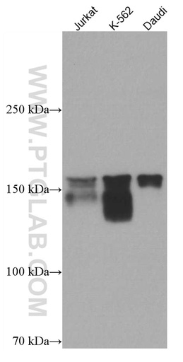 [66924-1-IG-20UL] NFATC3 Monoclonal antibody