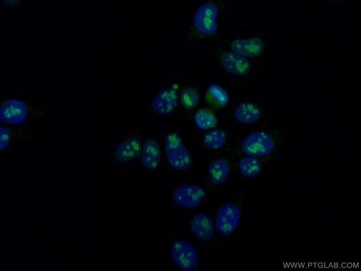 [66925-1-IG-150UL] DDX21 Monoclonal antibody