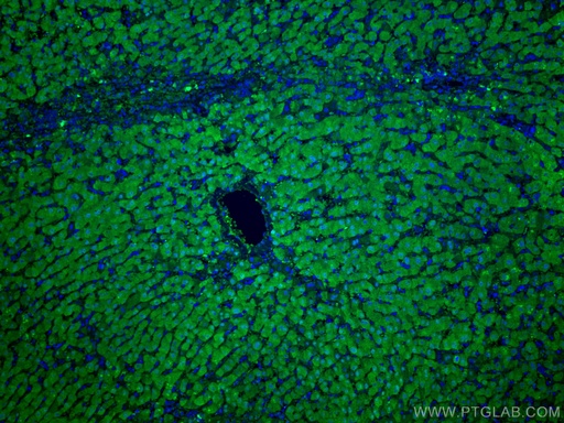 [66929-1-IG-20UL] ADK Monoclonal antibody