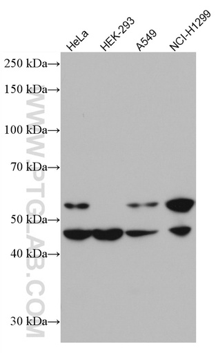 [66930-1-IG-20UL] MMP12 Monoclonal antibody