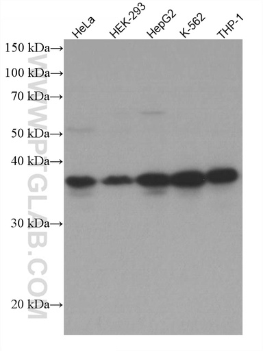 [66932-2-IG-20UL] ARH Monoclonal antibody
