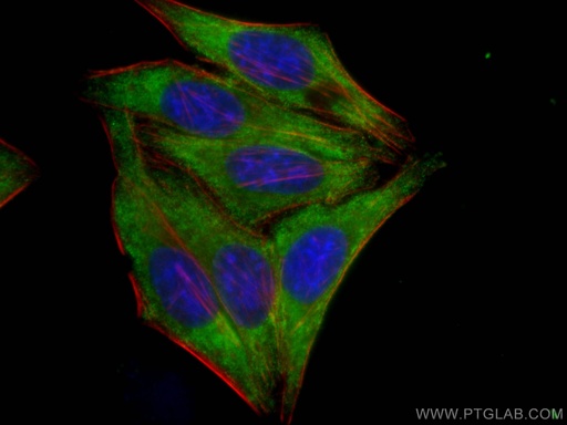 [66936-1-IG-20UL] PPARG Monoclonal antibody