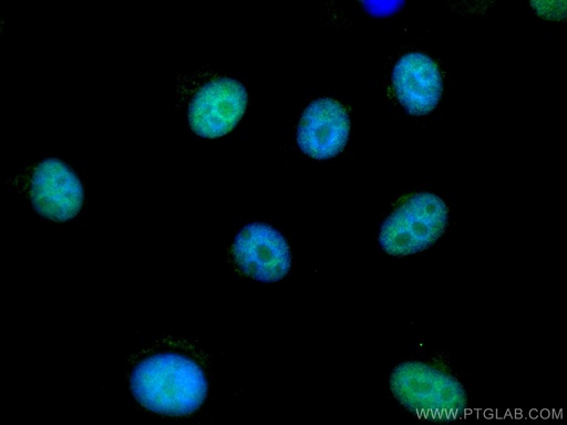 [66941-1-IG-150UL] RDM1 Monoclonal antibody