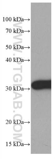 [66946-1-IG-150UL] 14-3-3E Monoclonal antibody