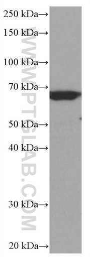 [66947-1-IG-20UL] RELB Monoclonal antibody