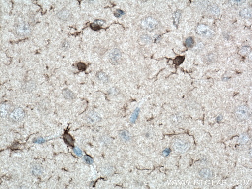 [66948-1-IG-20UL] TMEM119 Monoclonal antibody