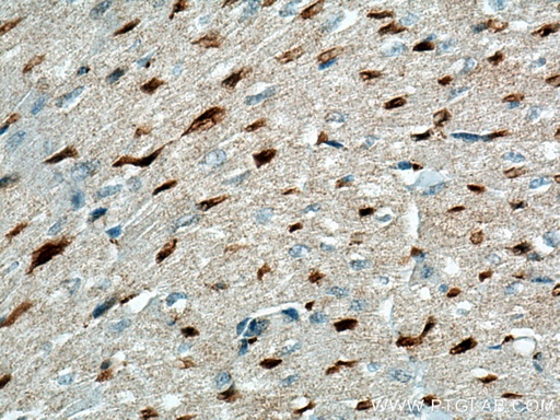 [66957-1-IG-20UL] LXN Monoclonal antibody