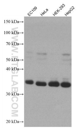 [66958-1-IG-150UL] ART1 Monoclonal antibody
