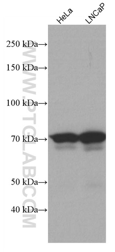 [66960-1-IG-150UL] NDC80 Monoclonal antibody
