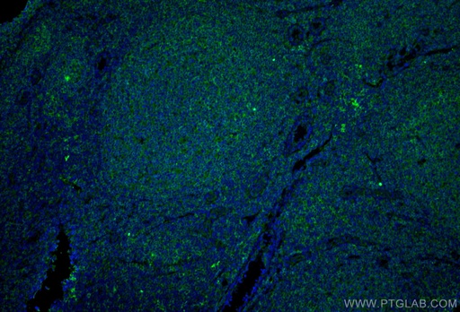 [66965-1-IG-20UL] CD40 Monoclonal antibody
