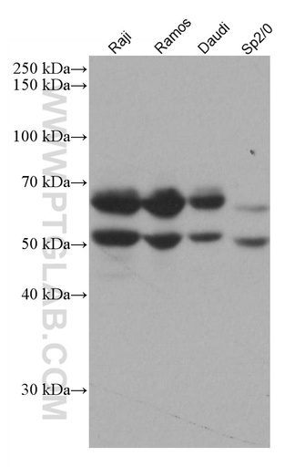 [66966-1-IG-150UL] IKZF1 Monoclonal antibody