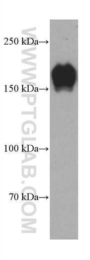 [66968-1-IG-20UL] PARD3 Monoclonal antibody