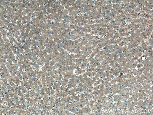[66975-1-IG-20UL] EPO Monoclonal antibody