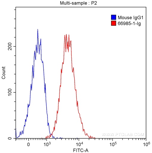 [66985-1-IG-150UL] FBL Monoclonal antibody