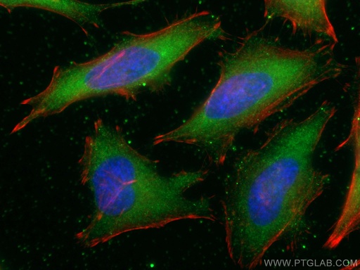 [66989-1-IG-150UL] hIST1 Monoclonal antibody