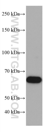 [66991-1-IG-20UL] TRAF5 Monoclonal antibody