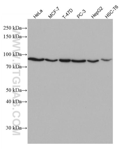 [66996-1-IG-20UL] CEP63 Monoclonal antibody