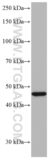 [66997-1-IG-20UL] Neuroserpin Monoclonal antibody