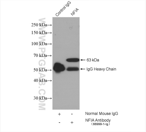 [66999-1-IG-20UL] NFIA Monoclonal antibody