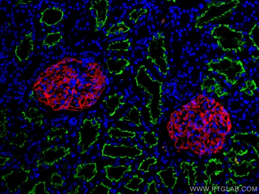 [67000-1-IG-150UL] PTPRO Monoclonal antibody