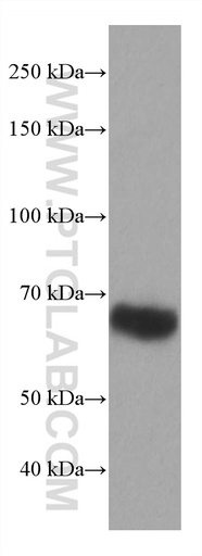 [67003-1-IG-150UL] ICOSLG Monoclonal antibody