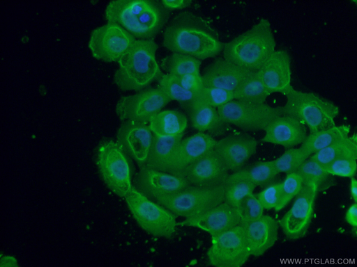 [67007-1-IG-150UL] GNAI2 Monoclonal antibody