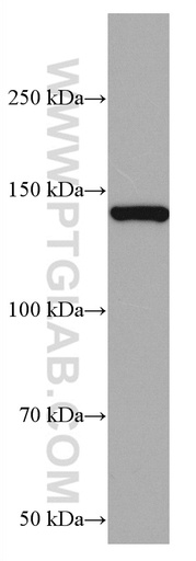 [67010-1-IG-20UL] RASGRF1 Monoclonal antibody