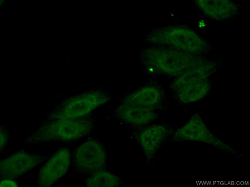 [67012-1-IG-150UL] NEIL1 Monoclonal antibody